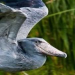 image of bird