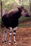 image of animal