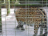 image of jaguar_car
