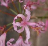 image of flower