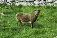 image of ram