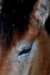 image of animal