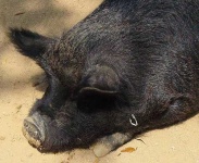image of wild_boar