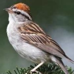 image of bird