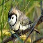 image of bird