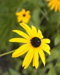 image of flower