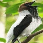image of bird