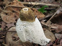 image of stinkhorn