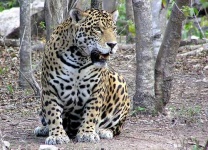 image of jaguar_car