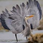 image of blue_heron #29