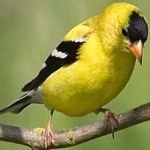 image of bird