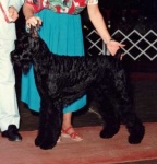 image of giant_schnauzer