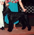 image of giant_schnauzer #19