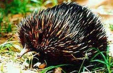 image of echidna