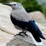 image of bird
