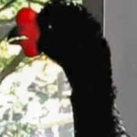 image of bird