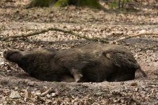 image of hog