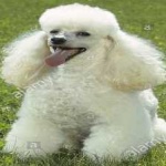 image of poodle #20