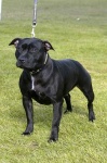 image of staffordshire_bullterrier #0