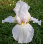 image of bearded_iris #28