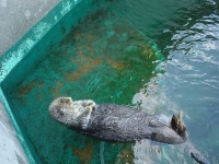 image of otter