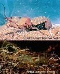 image of isopod