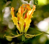 image of flower
