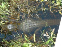 image of american_alligator
