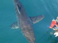 image of great_white_shark