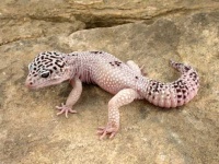 image of banded_gecko