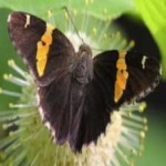 image of banded_butterfly #6