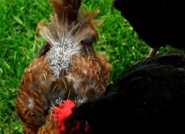 image of feather