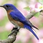 image of bird