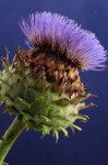 image of artichoke