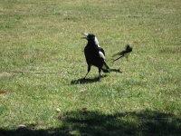 image of magpie