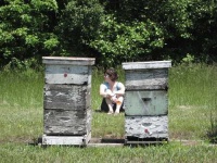 image of apiary
