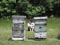 image of apiary #7