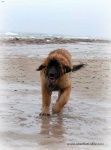 image of animal