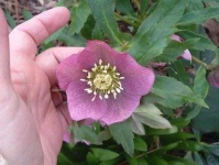 image of flower