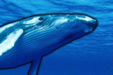 image of animal
