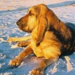 image of bloodhound