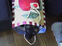 image of siamese_cat
