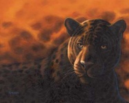image of jaguar_car