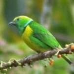 image of bird