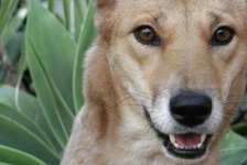 image of dingo