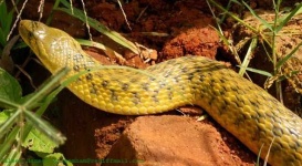 image of sidewinder