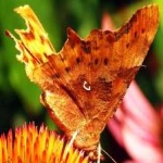 image of animal