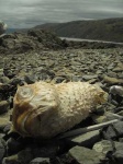 image of puffer