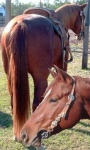 image of sorrel
