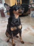 image of miniature_pinscher